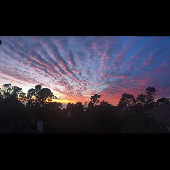 ChinaCatSunflower - Picture 5 of 6